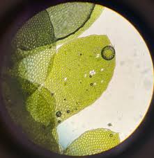 Attēlu rezultāti vaicājumam “Gymnostomum calcareum macro”