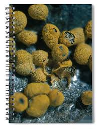 Attēlu rezultāti vaicājumam “Badhamia nitens”