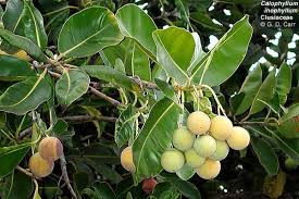 Attēlu rezultāti vaicājumam “Clusiaceae”