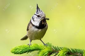 Attēlu rezultāti vaicājumam “Lophophanes cristatus”