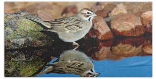 Image result for Chondestes grammacus