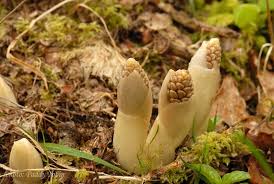 Attēlu rezultāti vaicājumam “Neottia nidus-avis bud”