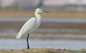 Image result for Egretta garzetta