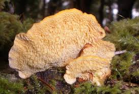 Attēlu rezultāti vaicājumam “Pycnoporellus alboluteus”