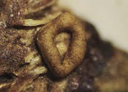 Attēlu rezultāti vaicājumam “Hemitrichia karstenii”