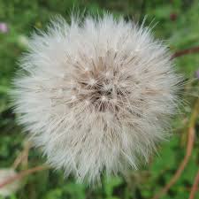 Attēlu rezultāti vaicājumam “Hypochaeris maculata flower”