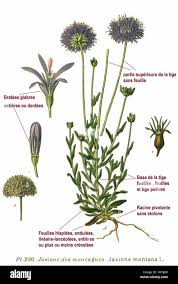 Attēlu rezultāti vaicājumam “Jasione montana”