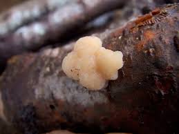 Attēlu rezultāti vaicājumam “Tremella encephala”