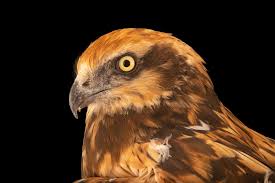 Attēlu rezultāti vaicājumam “Circus aeruginosus”