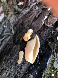 Attēlu rezultāti vaicājumam “Peziza vesiculosa”