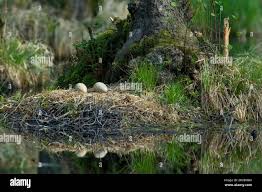 Attēlu rezultāti vaicājumam “Grus grus nest”