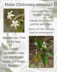 Attēlu rezultāti vaicājumam “Apocynaceae”