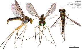 Attēlu rezultāti vaicājumam “Dolichopodidae”