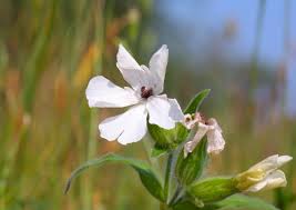 Attēlu rezultāti vaicājumam “Trachyspora intrusa”