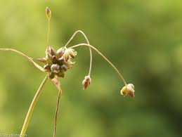 Attēlu rezultāti vaicājumam “Allium oleraceum bud”