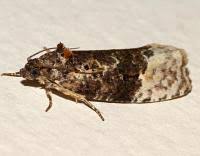 Attēlu rezultāti vaicājumam “Apotomis betuletana”