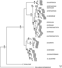 Attēlu rezultāti vaicājumam “Eupteryx vittata”
