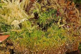 Attēlu rezultāti vaicājumam “Cephalozia lunulifolia”