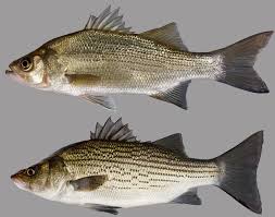 Image result for Morone chrysops