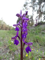 Attēlu rezultāti vaicājumam “Orchis morio”