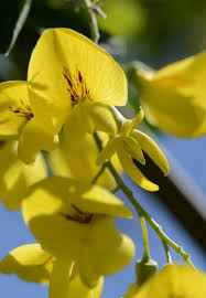 Image result for Laburnum anagyroides