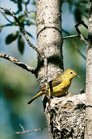 Image result for Dendroica petechia