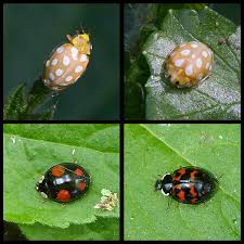 Attēlu rezultāti vaicājumam “Halyzia sedecimguttata”