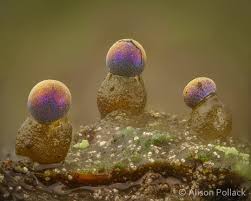 Attēlu rezultāti vaicājumam “Diderma tigrinum”