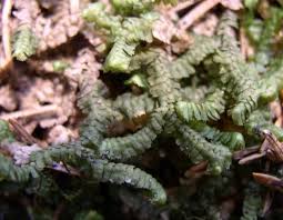 Attēlu rezultāti vaicājumam “Bazzania trilobata”