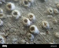 Attēlu rezultāti vaicājumam “Thelotrema lepadinum”