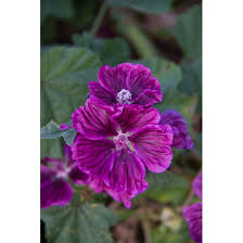 Image result for Malva sylvestris 'Zebrina'