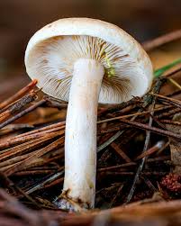 Attēlu rezultāti vaicājumam “Dianema depressum macro”