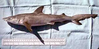Image result for Carcharhinus acronotus