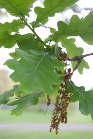 Attēlu rezultāti vaicājumam “Quercus robur leaf”