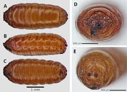 Attēlu rezultāti vaicājumam “Therevidae larva”