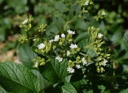 Image result for Stevia rebaudiana
