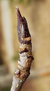 Attēlu rezultāti vaicājumam “Sorbus aucuparia bud”