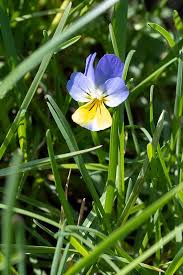 Attēlu rezultāti vaicājumam “Viola tricolor leaf”