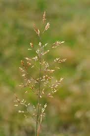 Attēlu rezultāti vaicājumam “Agrostis capillaris”