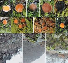 Attēlu rezultāti vaicājumam “Octosporella jungermanniarum”