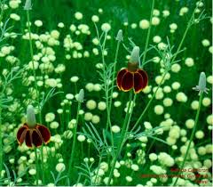 Image result for Ratibida columnifera