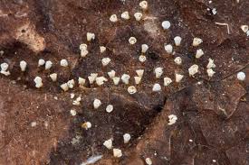 Attēlu rezultāti vaicājumam “Craterium leucocephalum var. scyphoides spores”