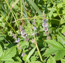 Attēlu rezultāti vaicājumam “Mentha x verticillata leaf”
