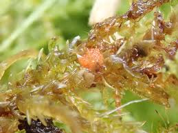 Attēlu rezultāti vaicājumam “Calliergonella lindbergii”