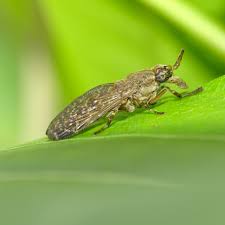 Attēlu rezultāti vaicājumam “Haematopota sp.”