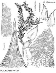 Attēlu rezultāti vaicājumam “Sciuro-hypnum curtum sporophyte”