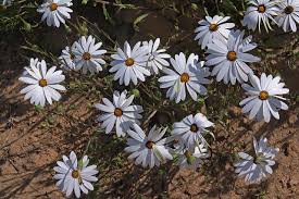 Image result for Dimorphotheca pluvialis