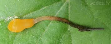 Attēlu rezultāti vaicājumam “Mitrula paludosa”