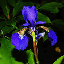 Image result for Iris