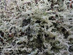 Attēlu rezultāti vaicājumam “Cladonia parasitica”
